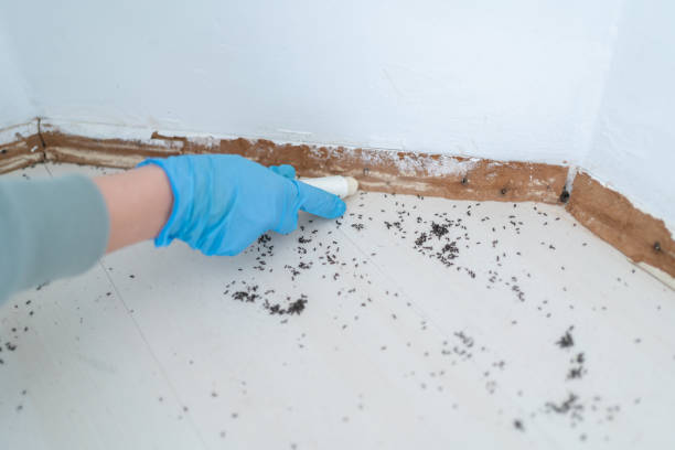 Best Residential Pest Control  in Roselle, IL